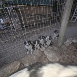Australian Shepherd and Great Dane Puppies from AEW Farm