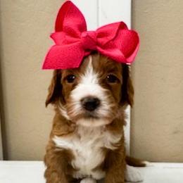 Jellybean - Red  female Goldendoodle puppy in Peoria, Arizona from Cactus Doods