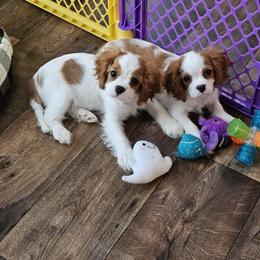 Afghan Hound and Cavalier King Charles Spaniel Puppies from Lenore's Afghan Hounds