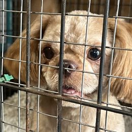 Remi - Shih Tzu
