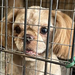 Remi - Shih Tzu