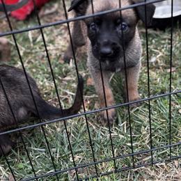 Kimber - Yellow female Dutch Shepherd puppy in Clarksville, Tennessee from Vuurhart Herders