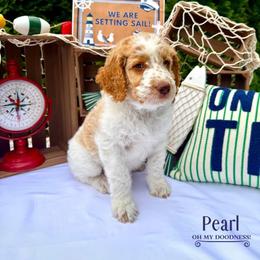 Pearl - Apricot female Goldendoodle puppy in Waterford, Michigan from Oh My Doodness!