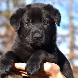 Black Female Orange - German Shepherd puppy in Oxford, Arkansas from Atlas Shepherds