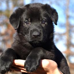 Black Female Orange - German Shepherd puppy in Oxford, Arkansas from Atlas Shepherds