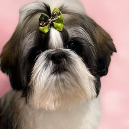 Shih Tzus from Jas’ ClassnSass