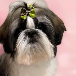 Shih Tzus from Jas’ ClassnSass
