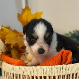 Thacker - Black tri male Toy Australian Shepherd puppy in Ambrose, Georgia from Brandilyn's Aussies