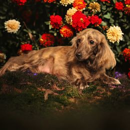 Gussy - Dachshund