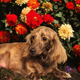 Gussy - Dachshund