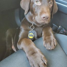 Labradoodle and Labrador Retriever Puppies from Moore than Dogs