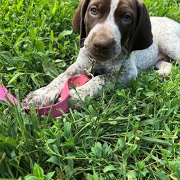 German Shorthaired Pointer Puppies from New England Premier GSPs