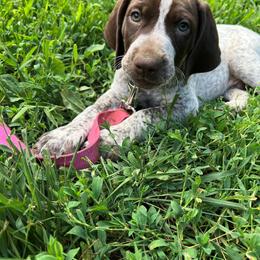 German Shorthaired Pointer Puppies from New England Premier GSPs