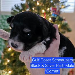 Miniature Schnauzer puppies from Gulf Coast Schnauzers