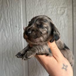 Oatmeal raisin - Dapple female Dachshund puppy in New Mexico from Long Dog Ranch