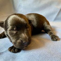 Buzz (Purple) - Black male Scottish Terrier puppy in Jefferson, North Carolina from McGuire’s High Country Terriers