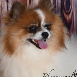 Joy - Pomeranian