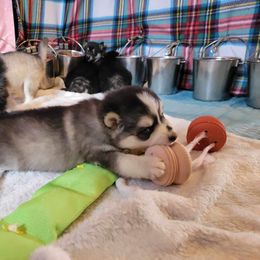 Pomeranian and Pomsky Puppies from Fann-Tastic Pomskies