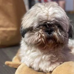Shihpoos and Shih Tzus from Thunder Doodle Kennels