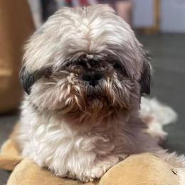 Shihpoos and Shih Tzus from Thunder Doodle Kennels