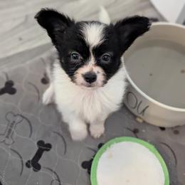 Holly - White and black female Papillon puppy in Joshua, Texas from Summertime Kennels