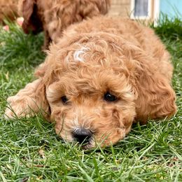 Goldendoodles from RiLee Goldendoodles