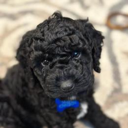 Cockapoo Puppies from M&M Cockapoos of Iowa