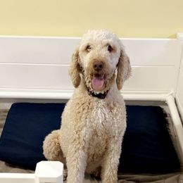 Bernedoodles from 423 Doodles