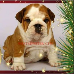 Bulldog Puppies from Westminster CH8