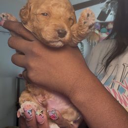 Bruno - Cream male Cockapoo puppy in Marietta, Georgia from PupsofPepper