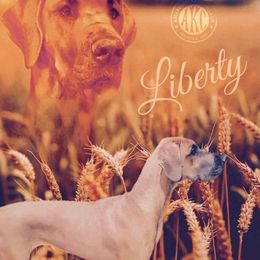 Liberty - Great Dane