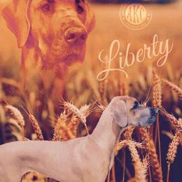 Liberty - Great Dane