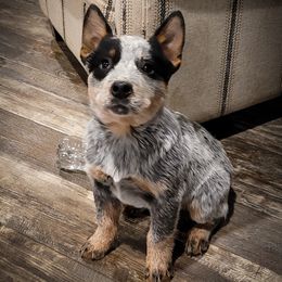 Anatolian Shepherd Dog and Australian Cattle Dog Puppies from 4D Cattle Dogs