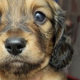 Dachshunds from Woodie Weens