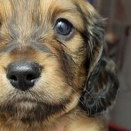 Dachshunds from Woodie Weens