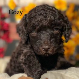 Cozy - Brown male Poodle puppy in Greenville, North Carolina from Grace Poodles