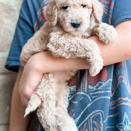 Poodle Puppies from Woofadoodles