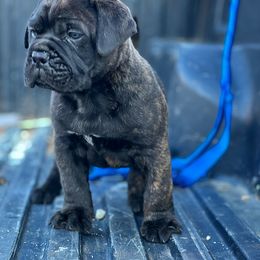 Bullmastiff and French Bulldog Puppies from Big Bully Nation