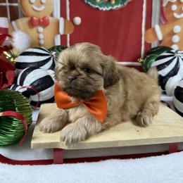 Bentley - Liver male Shih Tzu puppy in Columbia, Kentucky from Lisa Bandy Shih Tzu