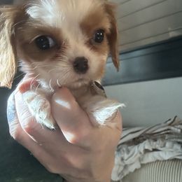 Doughnut - Blenheim female Cavalier King Charles Spaniel puppy in Las Vegas, Nevada from Heaven Sent Cavaliers