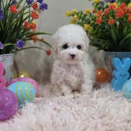 Whisper (AKC) - White female Poodle puppy in Rainbow City, Alabama from Spinks Poodles