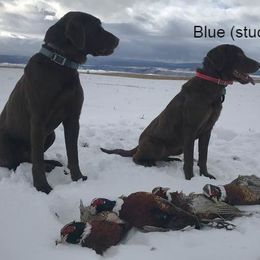Labrador Retriever All Grown Up from Rocky Mountain Dogs - Utah