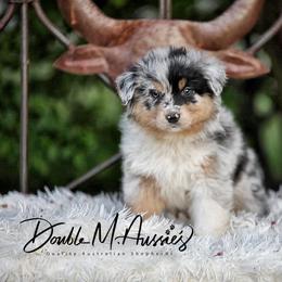 Cash - Blue merle male Australian Shepherd puppy in Olivehurst, California from Double M Aussies