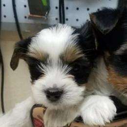 Biewer Terriers from Yorkievillle