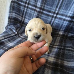 Tilly - Golden female Golden Retriever puppy in Menasha, Wisconsin from Kreger's K9s