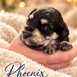 Phoenix - Black and silver female Miniature Schnauzer puppy in Hull, Georgia from Ardent Miniature Schnauzers of Athens