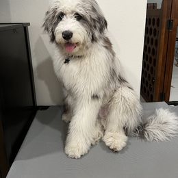Aussiedoodle All Grown Up from Blu’s Aussiedoodles