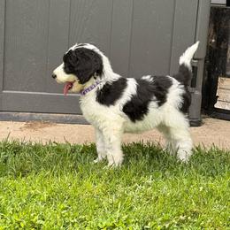 Purple - Black and white female Sheepadoodle puppy in Prairie Du Chien, Wisconsin from Hicklin Hollow Ranch