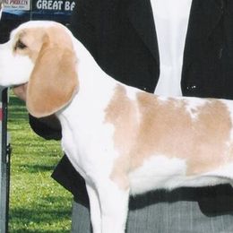 Beagles from HA-Penny Beagles