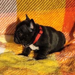 Red collar girl - Brindle female French Bulldog puppy in Polk City, Florida from Best Friend Frenchies, LLC